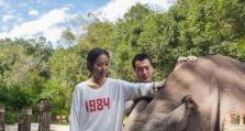 小熊猫茶园游戏攻略（打造自己的茶叶王国，享受养成与策略的乐趣）